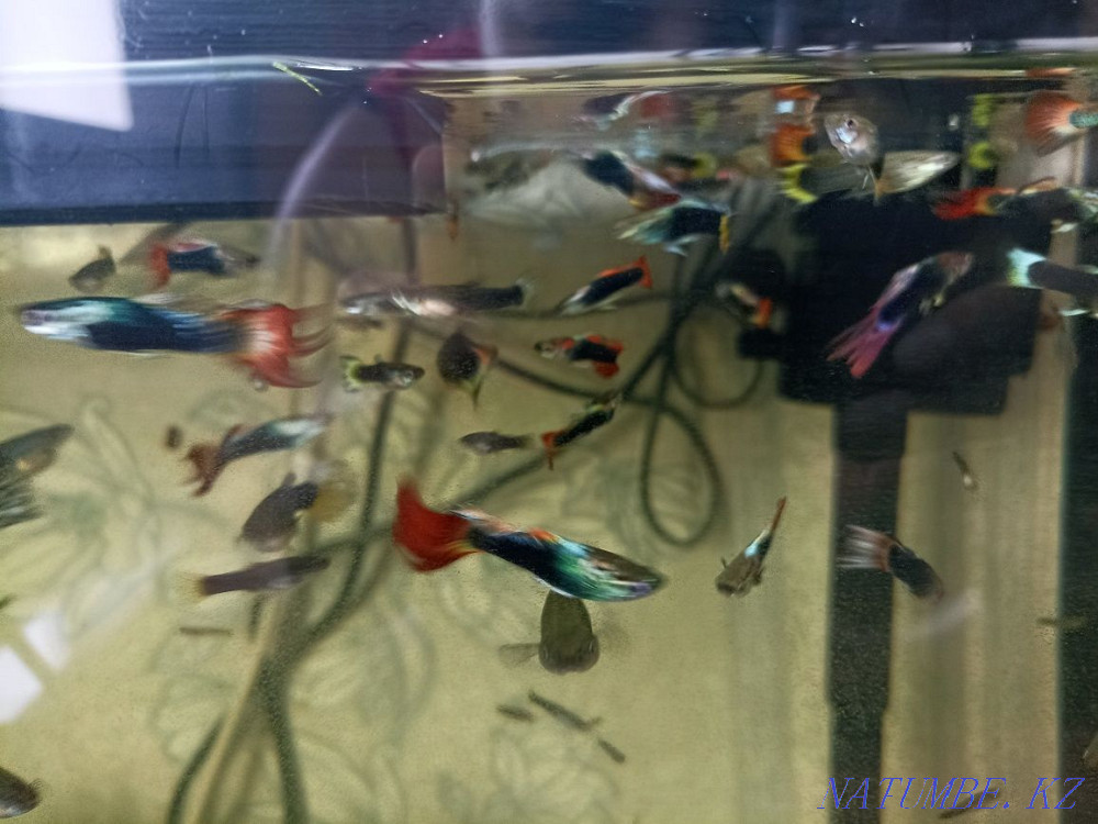 Aquarium fish. Guppy. Karagandy - photo 7