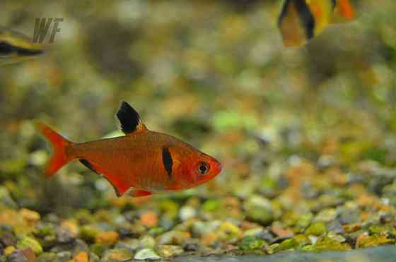 Харациновые рыбки, для крупных аквариумов и нано Shymkent