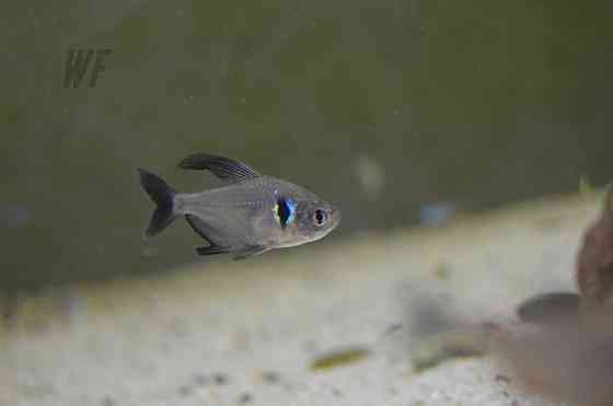 Харациновые рыбки, для крупных аквариумов и нано Shymkent