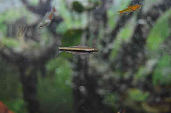 Харациновые рыбки, для крупных аквариумов и нано Шымкент
