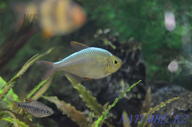 Characin fish, for large aquariums and nano Shymkent - photo 4