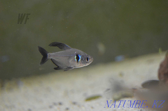 Characin fish, for large aquariums and nano Shymkent - photo 5