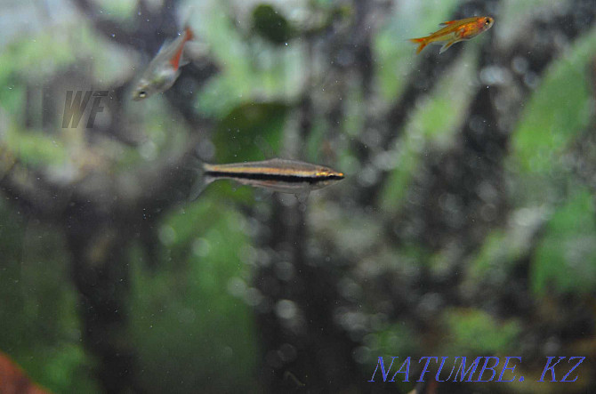 Characin fish, for large aquariums and nano Shymkent - photo 3