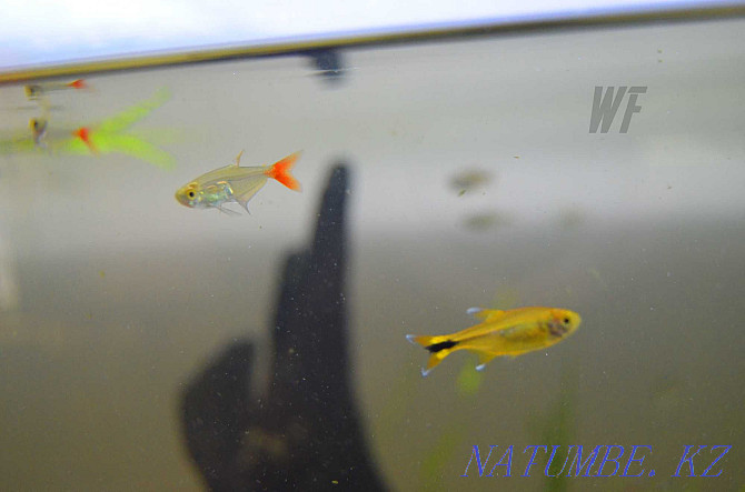 Characin fish, for large aquariums and nano Shymkent - photo 2