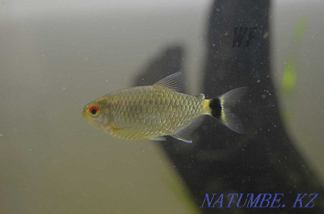 Characin fish, for large aquariums and nano Shymkent - photo 6