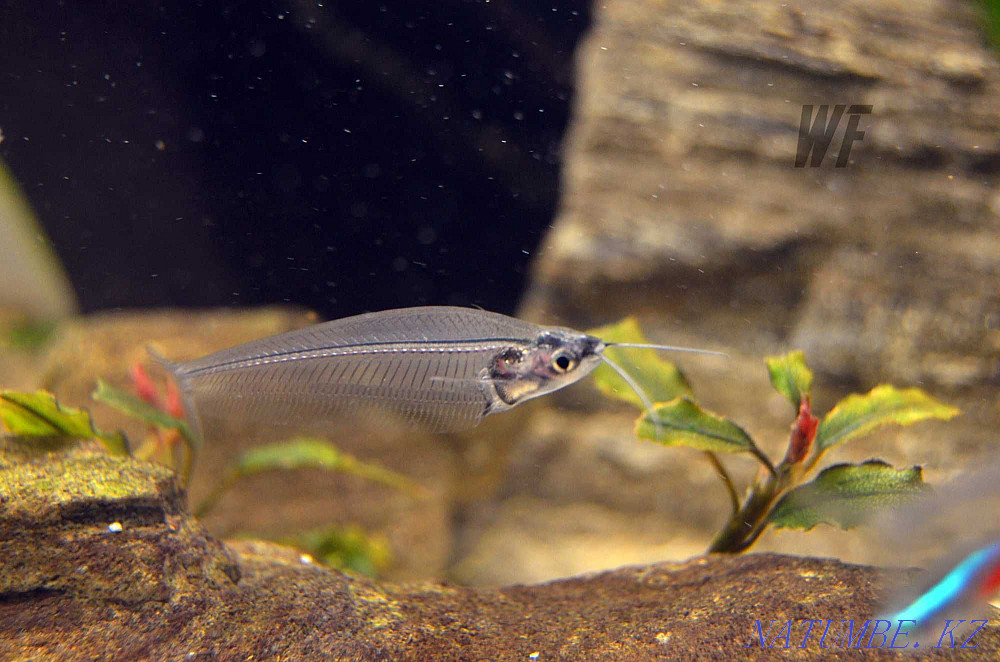 Glass catfish (they are alive) Shymkent - photo 1