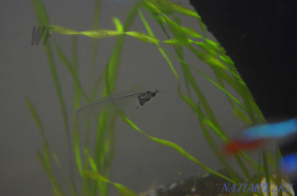 Glass catfish (they are alive) Shymkent - photo 3