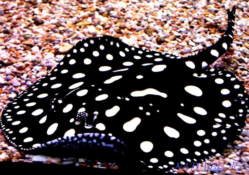 Аквариумные рыбки Шымкент - изображение 3