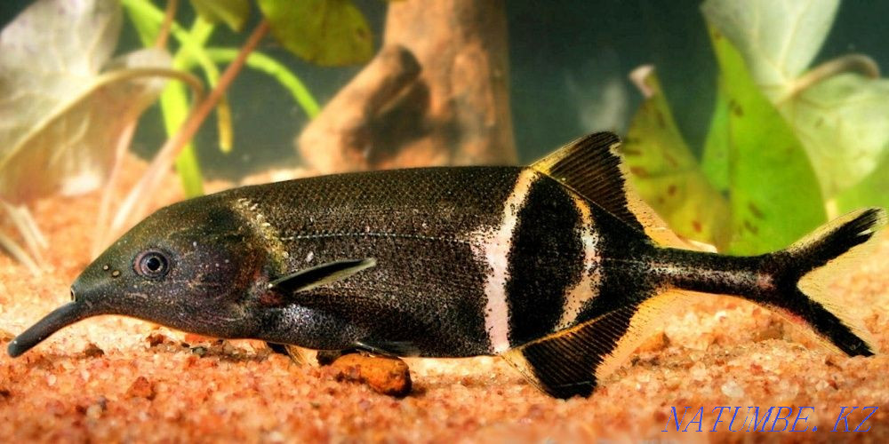 Аквариумные рыбки Шымкент - изображение 2