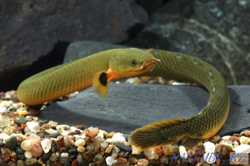 Аквариумные рыбки Шымкент - изображение 1