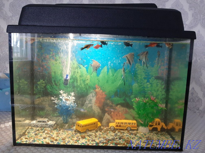 Sell aquarium Oral - photo 1