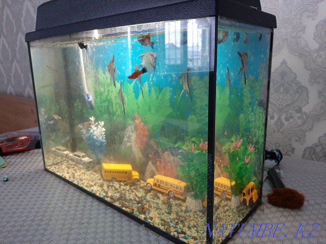 Sell aquarium Oral - photo 3