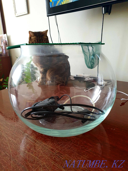 Аквариум для рыбок Астана - изображение 1