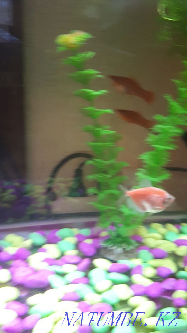 Ternetia satyladyyyy Aqtau - photo 1