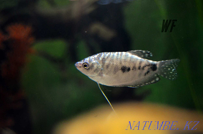 different gourami fish Shymkent - photo 2