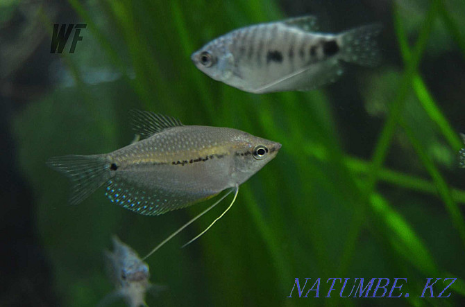 different gourami fish Shymkent - photo 1