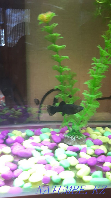 Molliesia satyladyyy Aqtau - photo 1