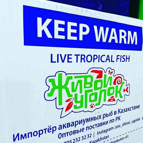 Аквариумные рыбы на заказ в "ЖИВОМ УГОЛКЕ" в Таугуле!  Алматы