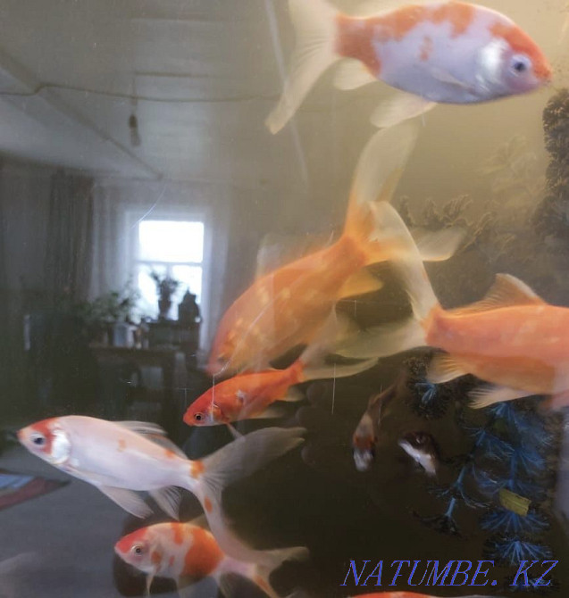 Алтын балық сату.  Петропавл - изображение 4