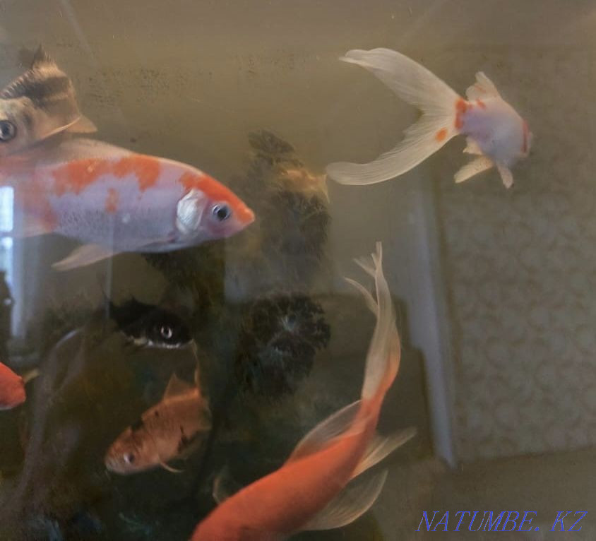 Алтын балық сату.  Петропавл - изображение 6