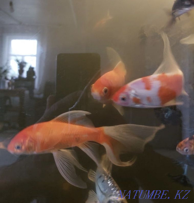 Алтын балық сату.  Петропавл - изображение 1