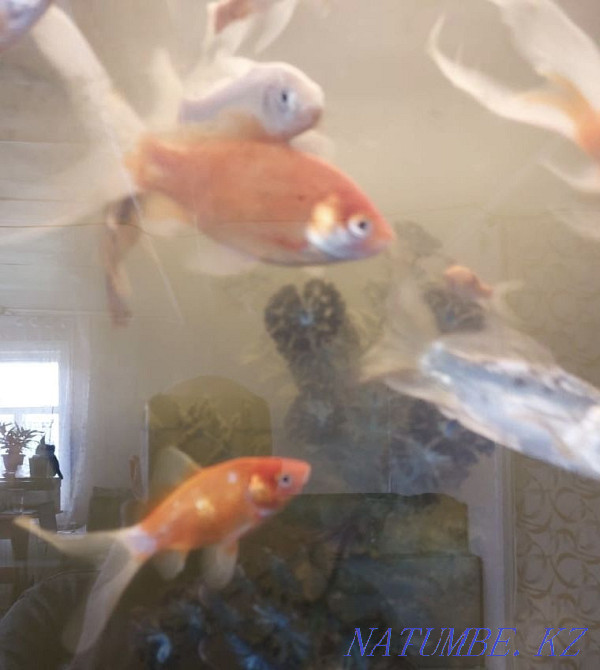 Алтын балық сату.  Петропавл - изображение 2