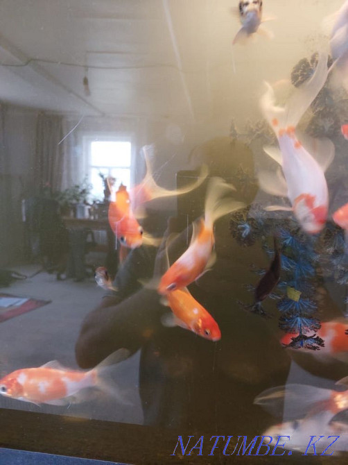 Алтын балық сату.  Петропавл - изображение 3