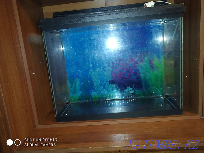 Selling an aquarium in good condition w 60v 47 g26 Almaty - photo 1