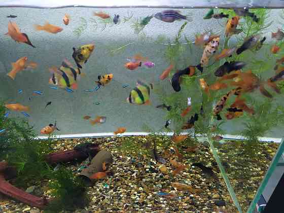 Продам Аквариумных рыбок и Живые растения Актобе