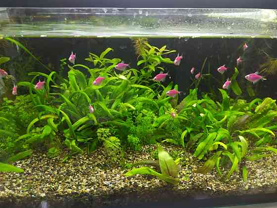 Продам Аквариумных рыбок и Живые растения Aqtobe
