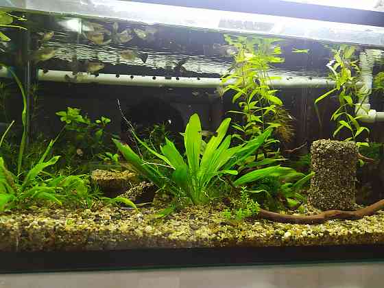 Продам Аквариумных рыбок и Живые растения Актобе