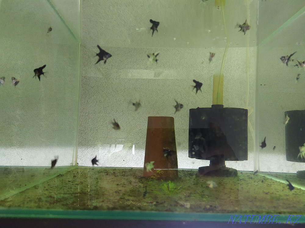 Аквариум балықтары мен тірі өсімдіктерді сатыңыз  Ақтөбе  - изображение 4