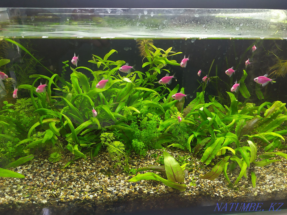 Аквариум балықтары мен тірі өсімдіктерді сатыңыз  Ақтөбе  - изображение 3
