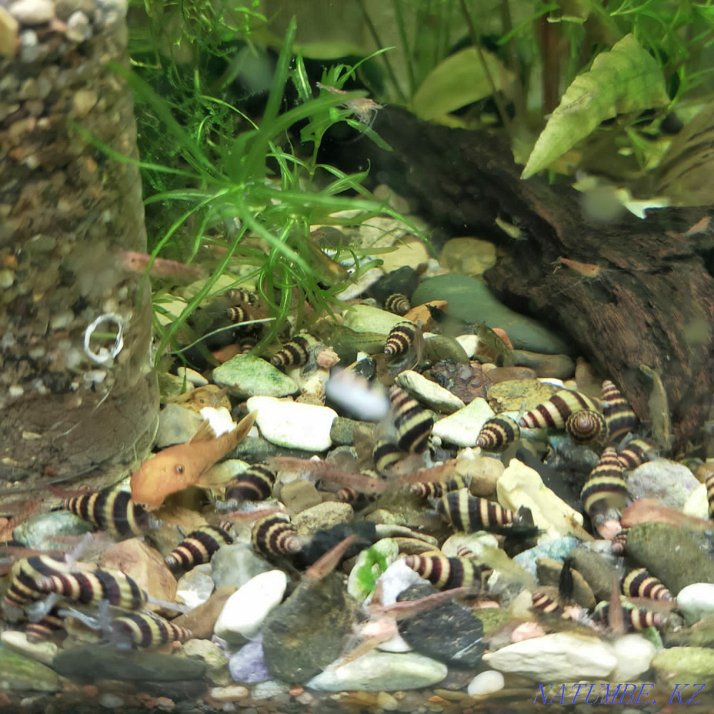 Продам улиток Хелены и Ампулярий Актобе - изображение 1