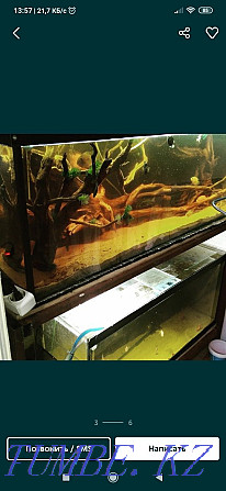 Обслуживание аквариумов Актобе - изображение 3