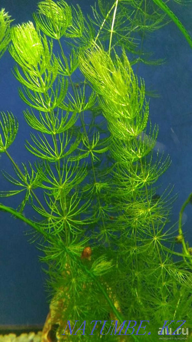 Продам роголистник Байтерек - изображение 1