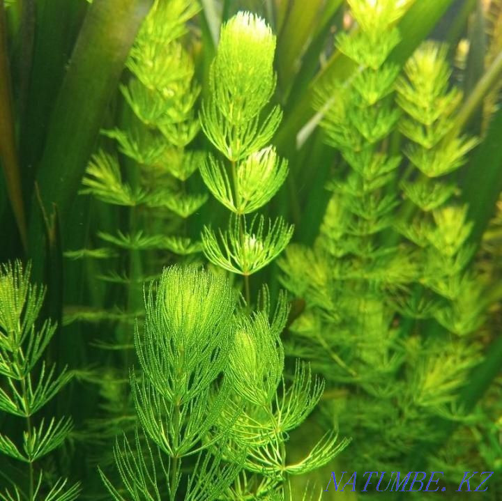 Продам роголистник Байтерек - изображение 2