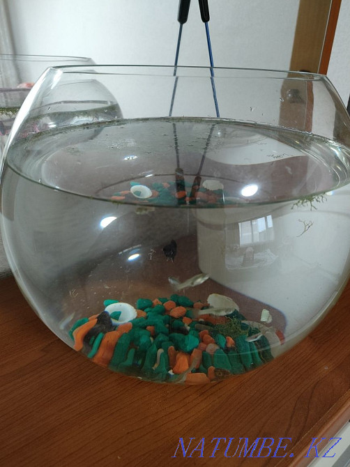 Продам аквариум и 11 рыбок Алматы - изображение 1