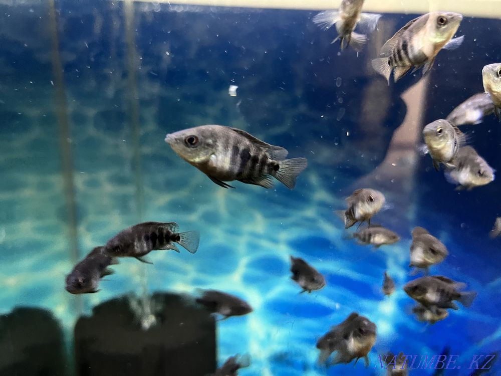 Цитрондық цихлосома. Цитрон Актас - изображение 6