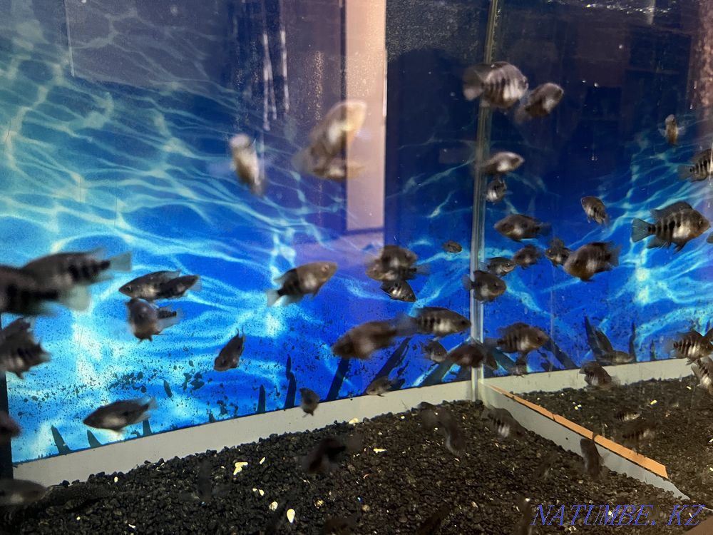 Цитрондық цихлосома. Цитрон Актас - изображение 1