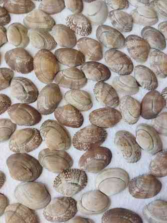 Морские ракушки торг Костанай