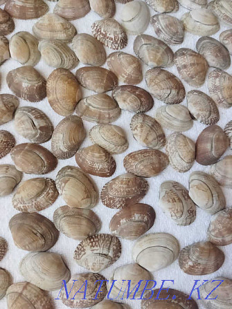 Морские ракушки торг Костанай - изображение 2