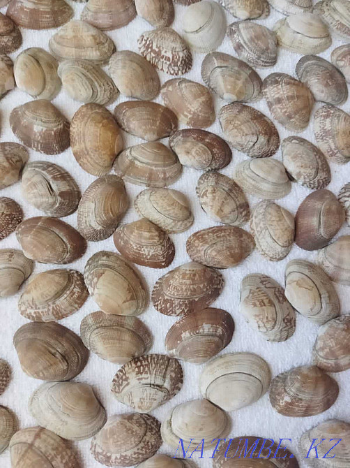 sea shells auction Kostanay - photo 2