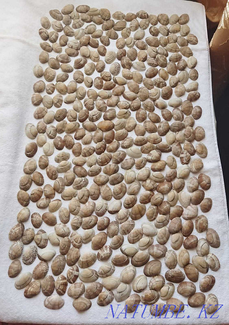 sea shells auction Kostanay - photo 1