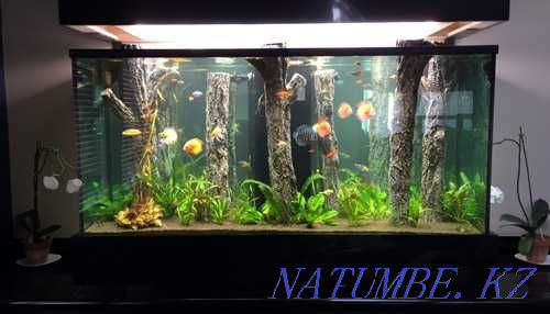 Aquariums to order INDIVIDUALLY in the pet store "LIVOY WORLD" Almaty - photo 2