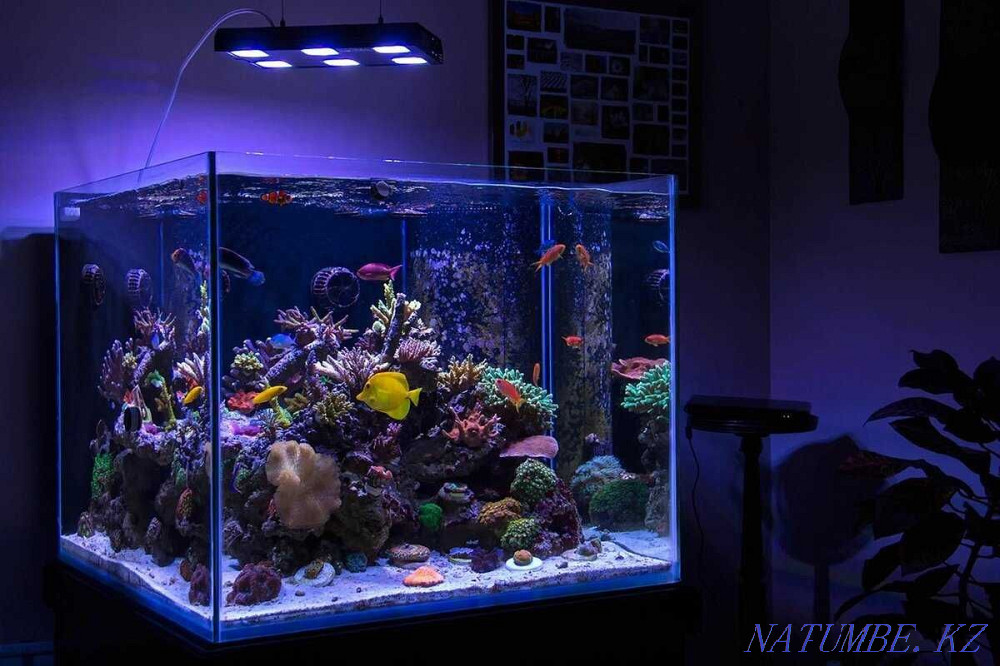 Aquariums to order INDIVIDUALLY in the pet store "LIVOY WORLD" Almaty - photo 1