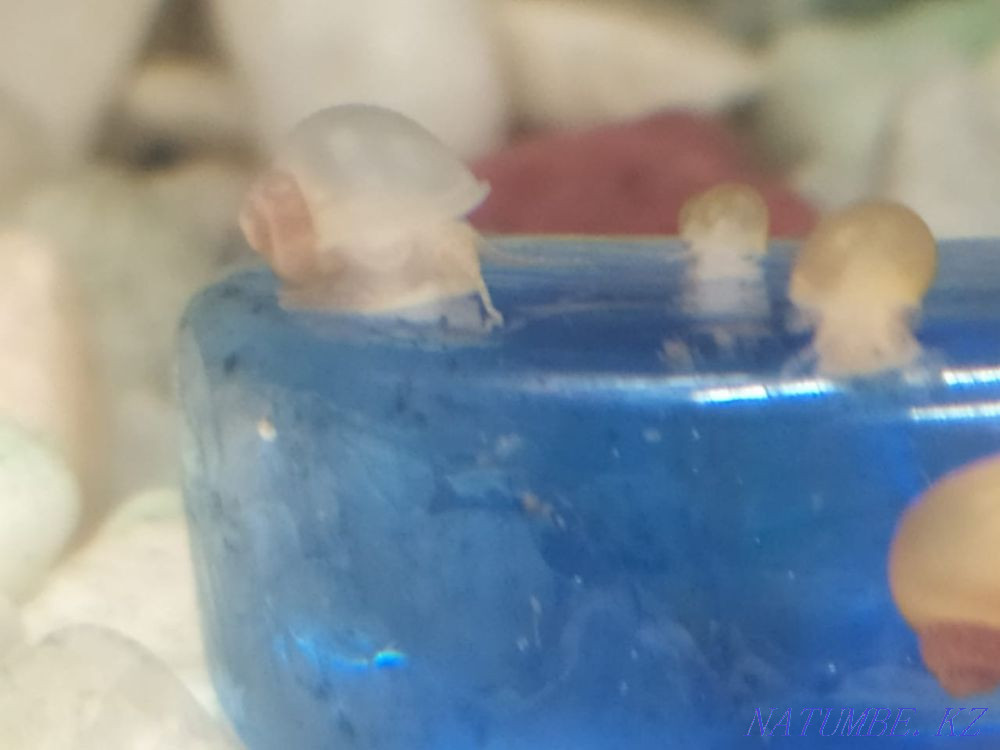 Продам Ампулярий, французские улитки. Алматы - изображение 3