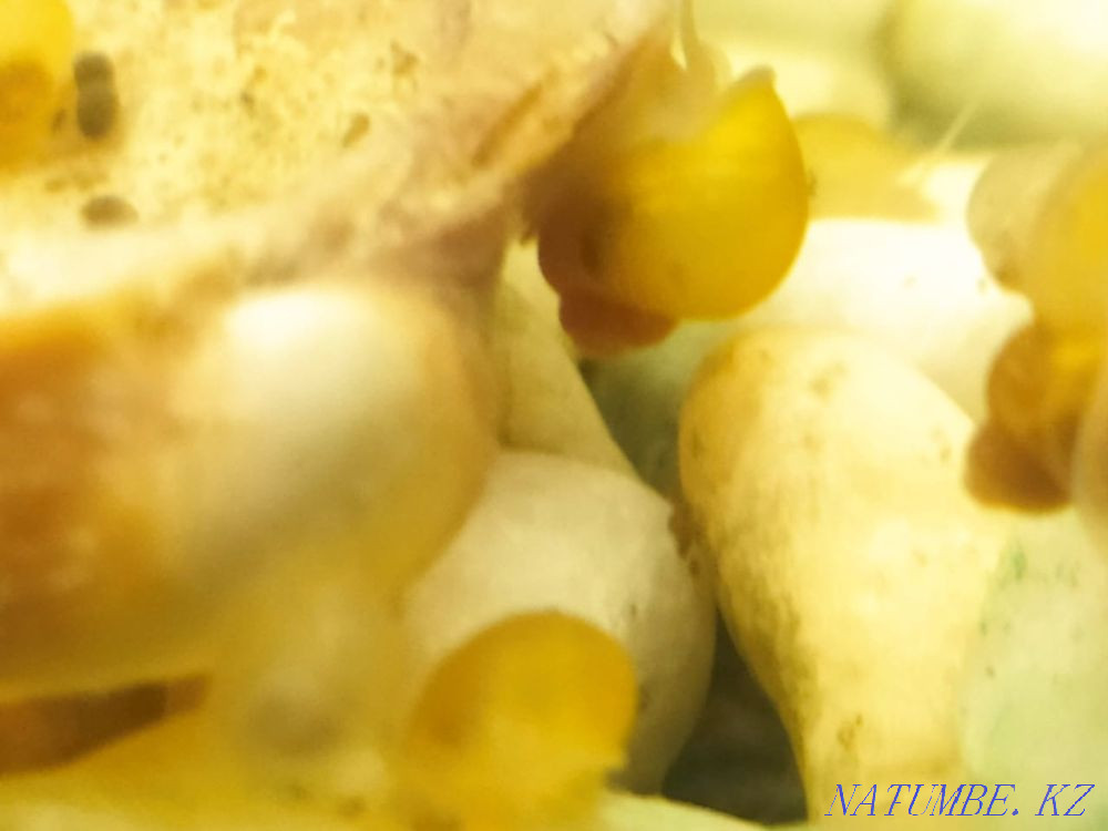 Продам Ампулярий, французские улитки. Алматы - изображение 2