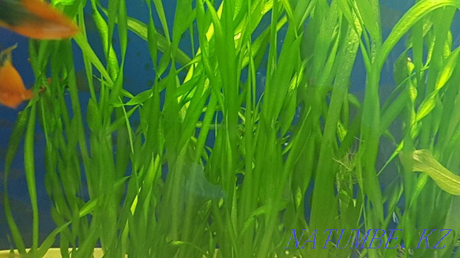 Sell aquarium plant Vallisneria spiral Almaty - photo 1