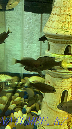 cichlid fish for sale Petropavlovsk - photo 3